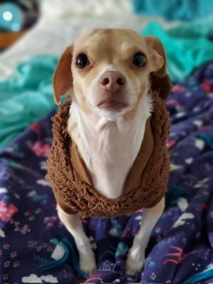 Picture of my dog, Churro, in a bear hoodie.